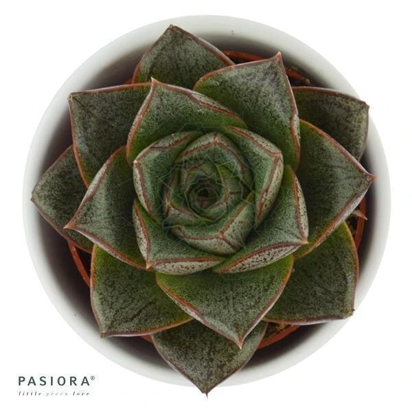 Echeveria Purpusorum Dionysos - 6cm 2 Echeveria Purpusorum Dionysos - 6cm - Image 2