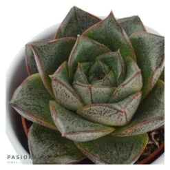 Echeveria Purpusorum Dionysos - 6cm