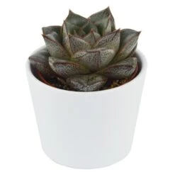 Echeveria Purpusorum Dionysos - 6cm 5 Echeveria Purpusorum Dionysos - 6cm -Günstiges Lichtnelke Geschäft echeveria purpusorum dionysos 6cm3