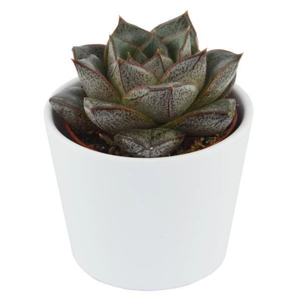 Echeveria Purpusorum Dionysos - 6cm 3 Echeveria Purpusorum Dionysos - 6cm - Image 3