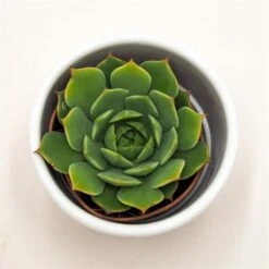 Echeveria Ramilette - 5,5cm