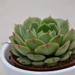 Echeveria Ramilette - 9cm
