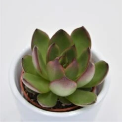 Echeveria Red Tip - 5,5cm