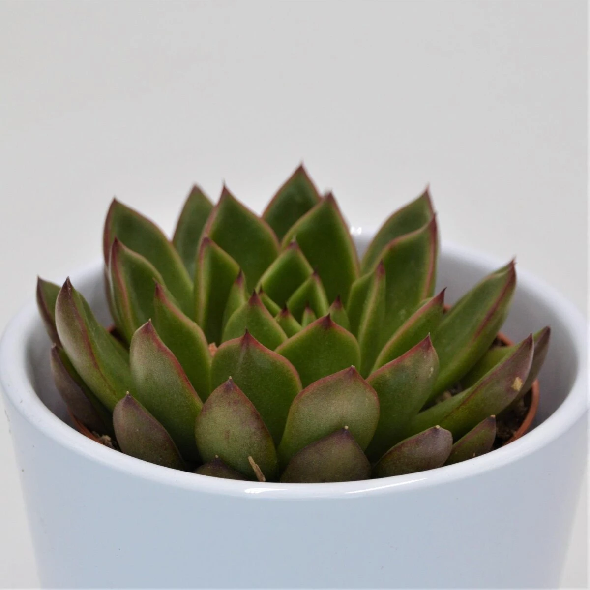 Echeveria Red Tip - 8,5cm 1 Echeveria Red Tip - 8,5cm