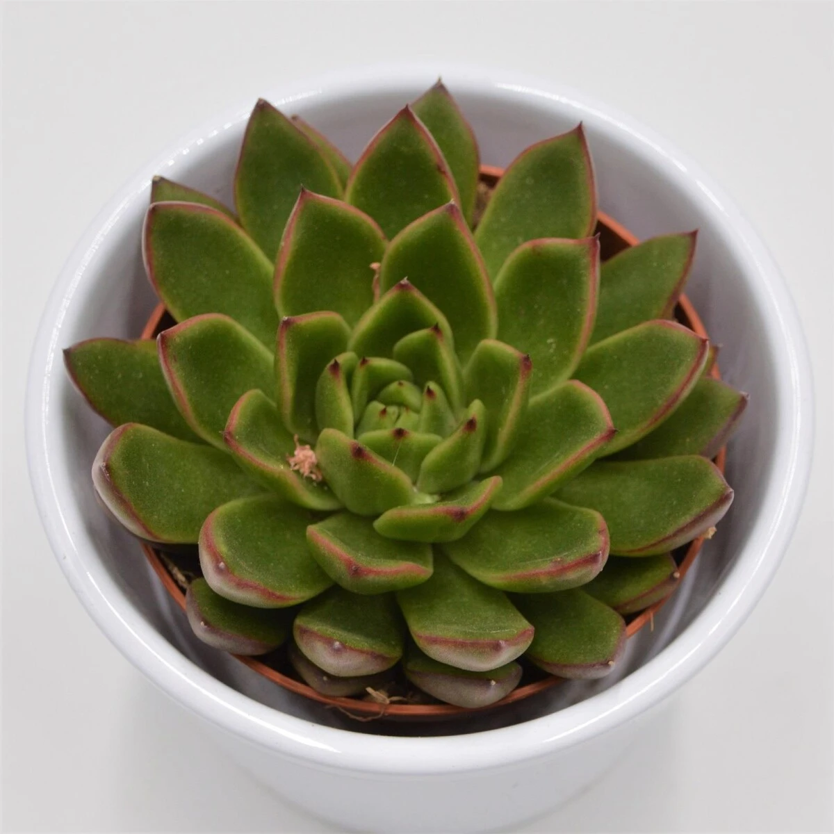 Echeveria Red Tip - 8,5cm 2 Echeveria Red Tip - 8,5cm - Image 2