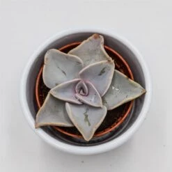 Echeveria Rodolfi X Botero - 5,5cm