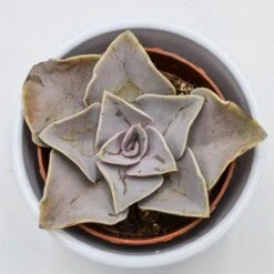 Echeveria Rodolfi X Botero - 8,5cm