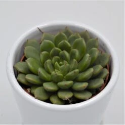 Echeveria Ron Evans - 6cm