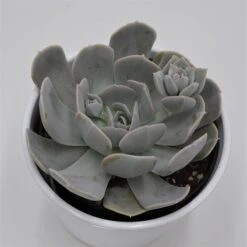 Echeveria Runyonii - 12cm