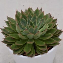 Echeveria Sagita - 10,5cm