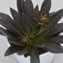 Echeveria Serrana - 10,5cm