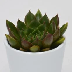 Echeveria Setorum Victor - 6cm