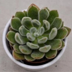 Echeveria Setosa - 8,5cm