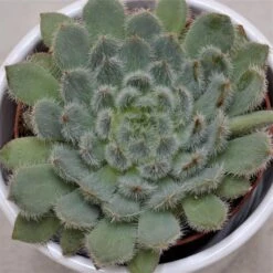 Echeveria Setosa Var. Deminuta - 8,5cm