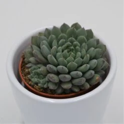 Echeveria Setosa Var. Minor - 5,5cm