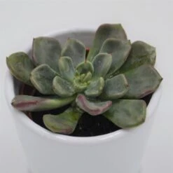 Echeveria Setosa Var. Oteroi - 6cm