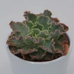 Echeveria Shaviana Curly Locks - 8,5cm