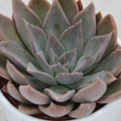 Echeveria Silver Queen - 10,5cm
