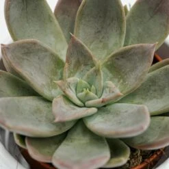 Echeveria Silver Queen - 8,5cm