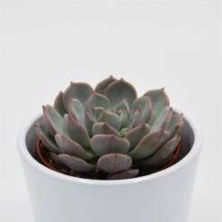 Echeveria Subcorymbosa Lau 026 - 8,5cm