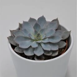 Echeveria Subessilis - 10,5cm
