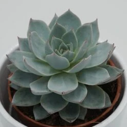 Echeveria Subessilis - 8,5cm