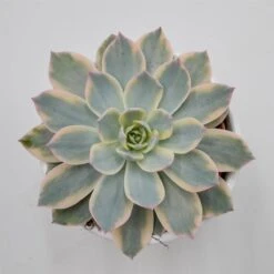 Echeveria Subessilis F. Variegata - 10,5cm