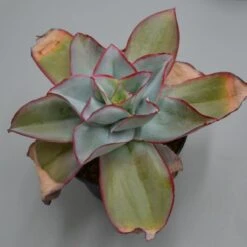 Echeveria Subrigida - 12cm