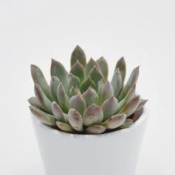 Echeveria Summer - 5,5cm