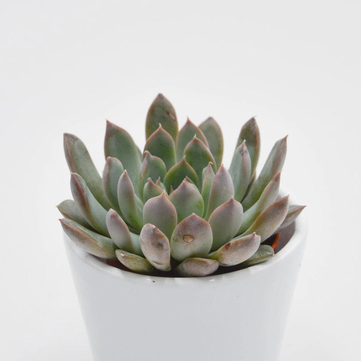 Echeveria Summer - 5,5cm 1 Echeveria Summer - 5,5cm