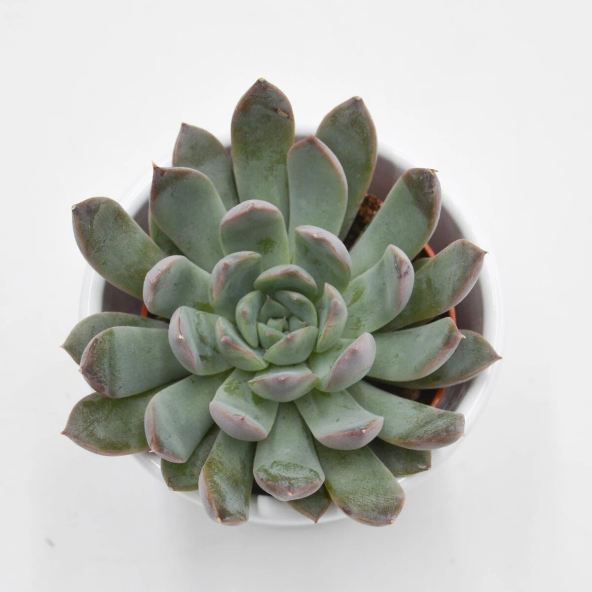 Echeveria Summer - 5,5cm 2 Echeveria Summer - 5,5cm - Image 2