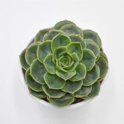Echeveria Taco - 8,5cm