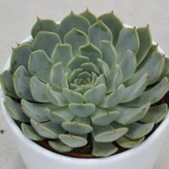Echeveria Texensis - 10,5cm