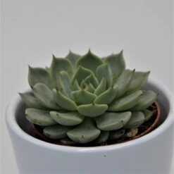 Echeveria Texensis - 5,5cm