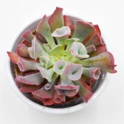 Echeveria Trumpet Pinky Short - 8,5cm