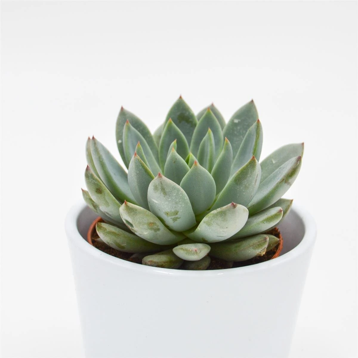 Echeveria Yummie - 8,5cm 2 Echeveria Yummie - 8,5cm - Image 2