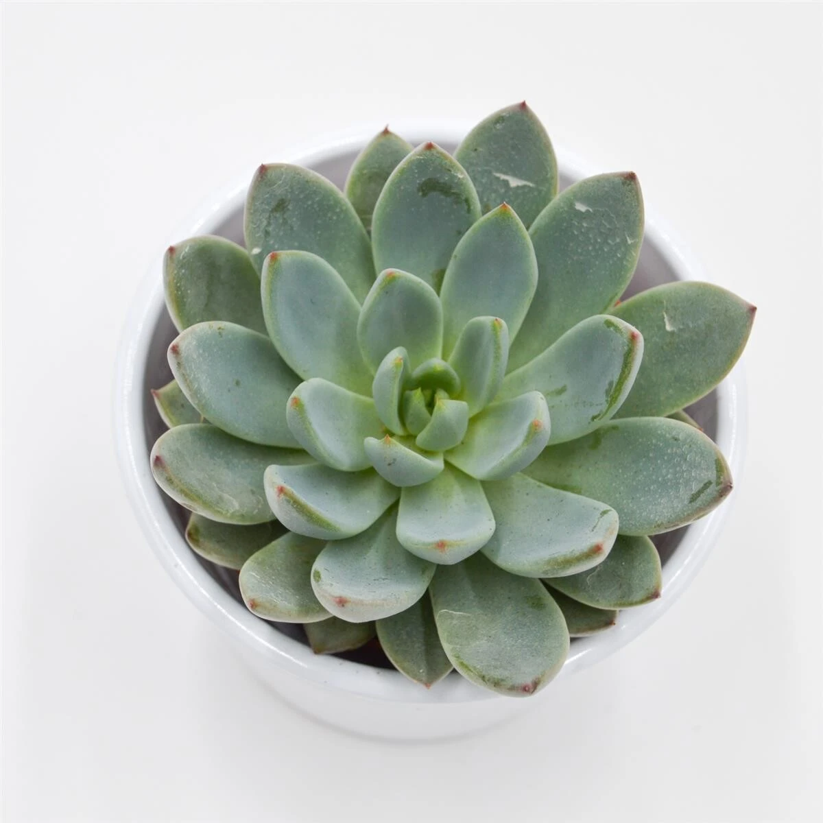 Echeveria Yummie - 8,5cm 1 Echeveria Yummie - 8,5cm