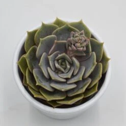 Echeveria Zestar - 6cm