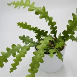 Epiphyllum Anguliger - 10,5cm