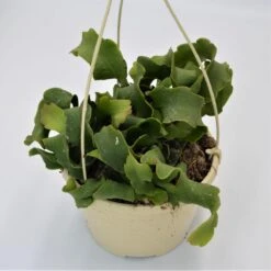 Epiphyllum Guatemalense F. Monstrosa - 15cm Ampel