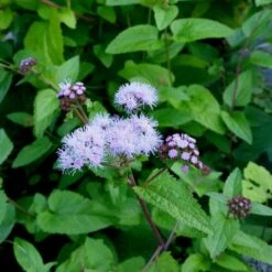 Blauer Wasserdost (Eupatorium Coelestinum) -Günstiges Lichtnelke Geschäft eupatorium coelestinum blauer wasserdost lichtnelke owz ii