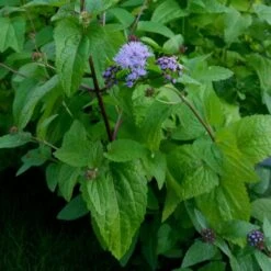 Blauer Wasserdost (Eupatorium Coelestinum) -Günstiges Lichtnelke Geschäft eupatorium coelestinum blauer wasserdost lichtnelke owz iv