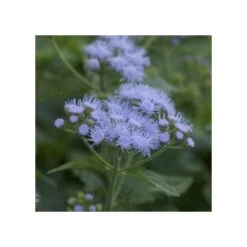Blauer Wasserdost (Eupatorium Coelestinum)