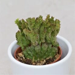 Euphorbia Enopla F. Cristata Coral - 5,5cm