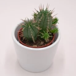 Euphorbia Ferox - 5,5cm