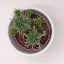 Euphorbia Ferox - 5,5cm 5 Euphorbia Ferox - 5,5cm -Günstiges Lichtnelke Geschäft euphorbia ferox 5cm2