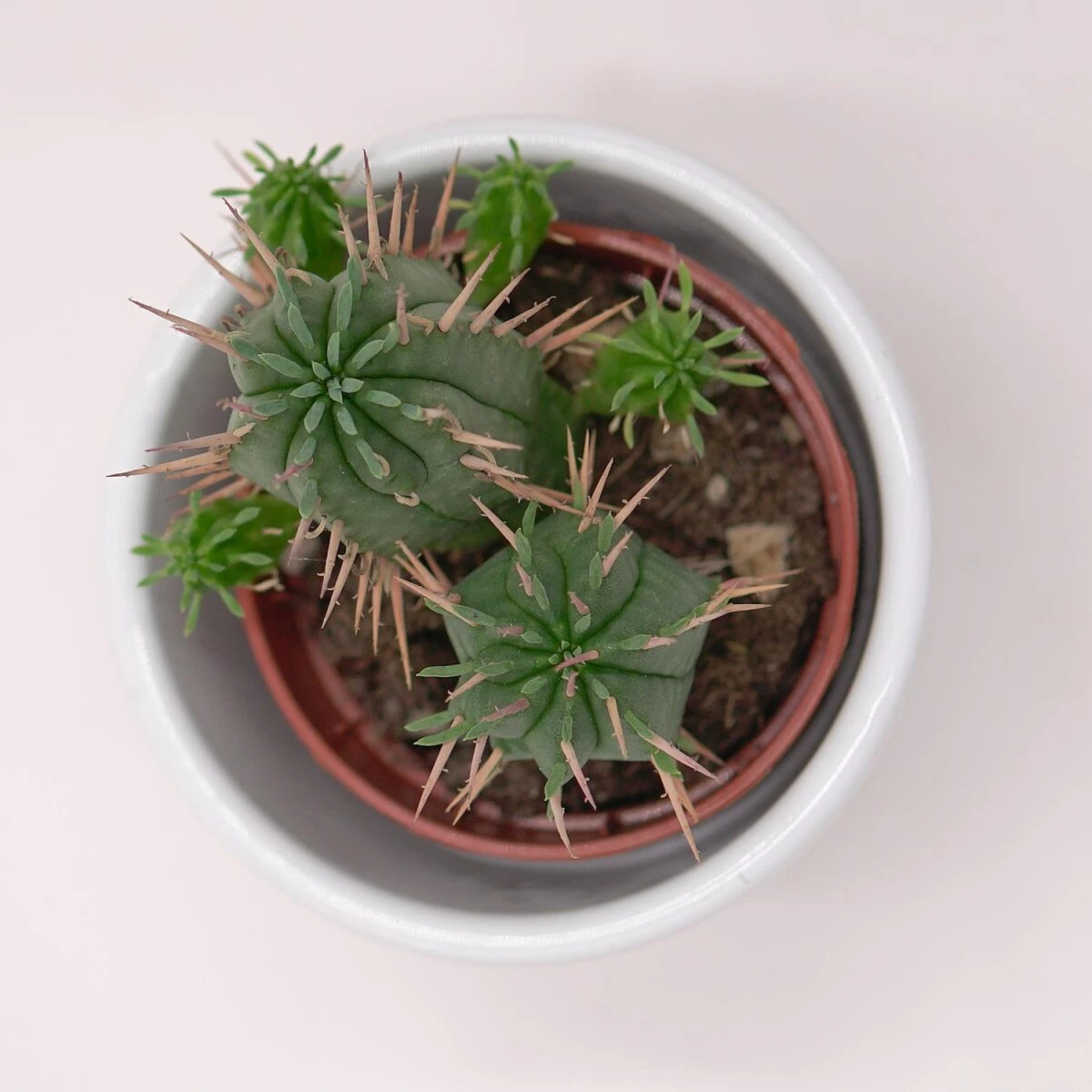 Euphorbia Ferox - 5,5cm 3 Euphorbia Ferox - 5,5cm - Image 3