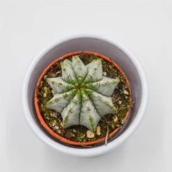 Euphorbia Horrida V. Striata Alba - 5,5cm