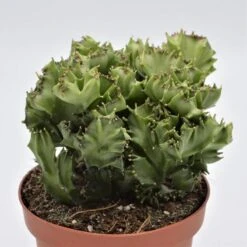 Euphorbia Lactea F. Cristata - 13cm