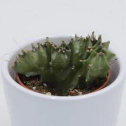 Euphorbia Lactea F. Cristata - 5,5cm